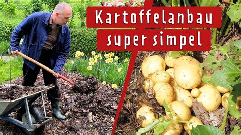 laubkartoffeln|Kartoffeln in Laub anbauen